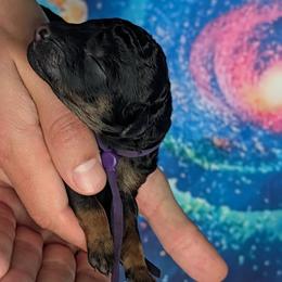 Purple Girl - Phantom female Poodle puppy in Coal City, Illinois from Pantheon Poodles