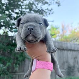 Green collar - Blue male French Bulldog puppy in Humble, Texas from Mary_Lands_dog_kennels