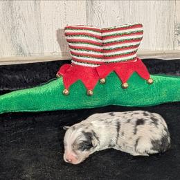 Noel - Blue merle female Miniature Australian Shepherd puppy in Lufkin, Texas from Texas Lil Cowdogs