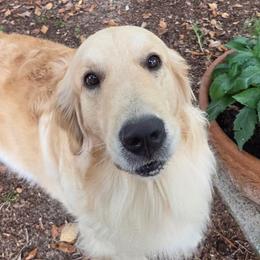 Tay Tay - Golden Retriever