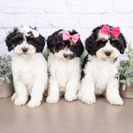 Cockapoo puppies from Firm Foundation Cockapoos