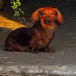 Laramie Rose - Dachshund