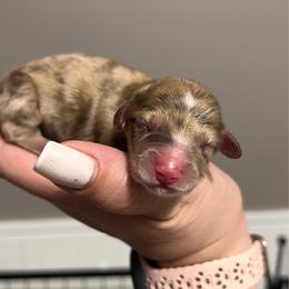 Aura - Dapple female Dachshund puppy in Miami, Florida from Maitime Dachshund