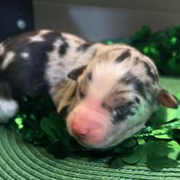 Charm - Blue merle female Australian Shepherd puppy in Marshall, Virginia from Greywood Farm Aussies