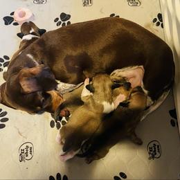 Dachshund puppies from Honeydew Ranch