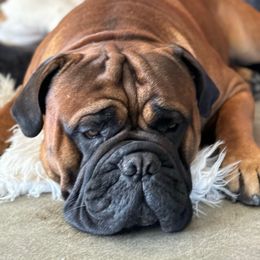 Doc - Bullmastiff