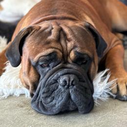 Doc - Bullmastiff