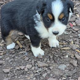 Dyna - Black tri female Miniature Australian Shepherd puppy in Leonard, Texas from Tin Roof Aussies