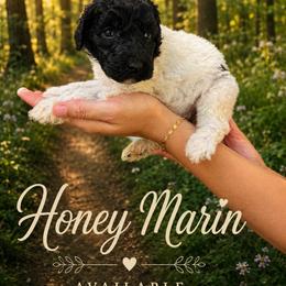 Honeymaron - Parti female Poodle puppy in Washington, Pennsylvania from Patriotic Poodles