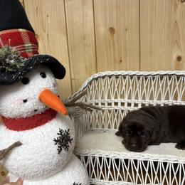 Black collar - Chocolate male Labrador Retriever puppy in Stuart, Virginia from Russell Creek Labradors