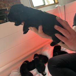 Girl 3 - Black female Newfoundland puppy in Shingletown, California from Astreas Newfoundlands