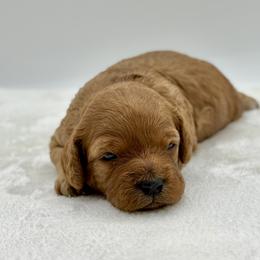 Cherry - Apricot female Cavapoo puppy in La Vernia, Texas from Texas Teddy Bears