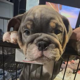 Up to you - Blue tri-color male Bulldog puppy in Dallas, Texas from Bullevardier Bulldogs