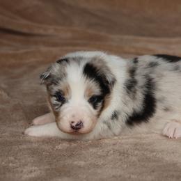 Jag - AKC Reg Blue Merle - Blue merle male Border Collie puppy in Courtland, Alabama from C Bar C Ranch Border Collies