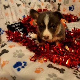 Cash - Blue male Pembroke Welsh Corgi puppy in Aleppo, Pennsylvania from Donna's Corgis