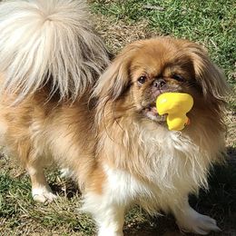 Pekingese from Brick House Bulldogs and Posh Pekingese