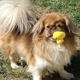 Pekingese from Brick House Bulldogs and Posh Pekingese