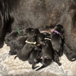 Girl 2 - Cane Corso puppy in Bryan, Texas from Lone Star Cane Corso