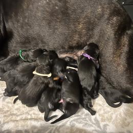 Girl 2 - Cane Corso puppy in Bryan, Texas from Lone Star Cane Corso