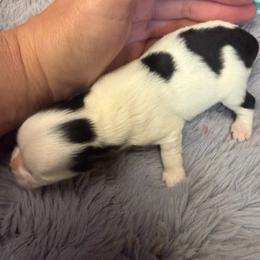Snicker - Black male Morkie puppy in Winston Salem, North Carolina from Patty’s Paws