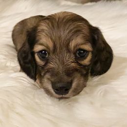 Dachshund Puppies from KR Mini Daschunds