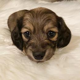 Dachshund Puppies from KR Mini Daschunds