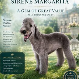Bedlington Terrier puppies from RYAS Bedlington Terriers Kennel