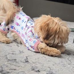 Shih Tzu Puppies from Oregon Shih Tzu