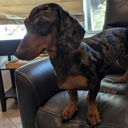 Luna - Dachshund