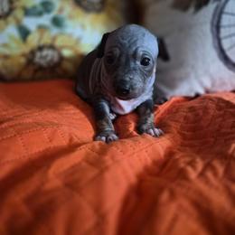 Argon - Black male American Hairless Terrier puppy in Claremont, New Hampshire from Melanie Bell