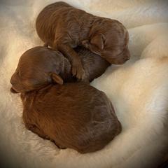 Boy 3 - Poodle puppy in Eastvale, California from Cali Toy Poodles
