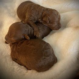 Boy 3 - Poodle puppy in Eastvale, California from Cali Toy Poodles