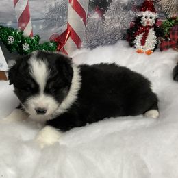 Apollo - Black tri male Miniature Australian Shepherd puppy in Signal Mountain, Tennessee from D & D Miniature and Toy Australian Sheppards