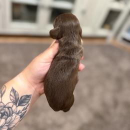 Juno - Chocolate and cream female Dachshund puppy in Mc Alester, Ok, Oklahoma from New Hope Miniature Dachshunds