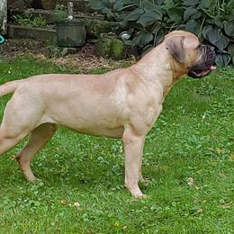 Bullmastiffs from Blue Moon Bullmastiffs