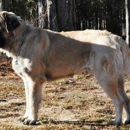 Mastiff Puppies from Celtic's Mastiffs