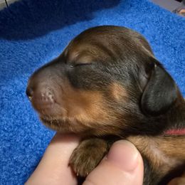 Maroon Collar ON HOLD - Red female Dachshund puppy in Zebulon, North Carolina from Salt of the Earth Dachshunds