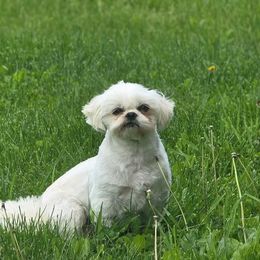 Goldie - Shih Tzu