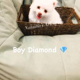 Pomeranian Puppies from Natasha's Ark of Joy