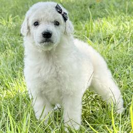 (lil punkin) Black Collar Female - White female Poodle puppy in Screven, Georgia from Dreamland Standard Poodles