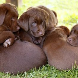 Labrador Retriever Puppies from Centerfield Retrievers