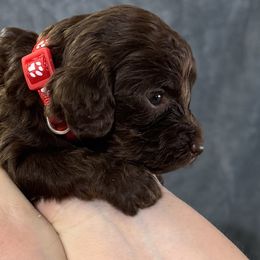 Fannie Mae - Chocolate female Australian Labradoodle puppy in Avon, Indiana from Forever Friends Labradoodles