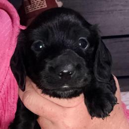 Boy 3 - solid black - Black male Dachshund puppy in Pierson, Florida from Michelle’s Mini Dachshunds