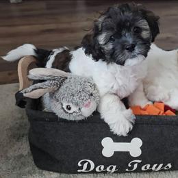 Chip - Silver brindle male Havapoo puppy in Bowling Green, Kentucky from Parlor Pups