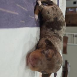 Chocolate dapple boy - Dapple male Dachshund puppy in West Plains, Missouri from Spring Creek Dachshunds