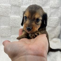 Mocha - Red male Dachshund puppy in Homestead, Florida from Redland Dachshund Grove