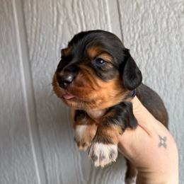 Thin mint - Black and tan male Dachshund puppy in New Mexico from Long Dog Ranch