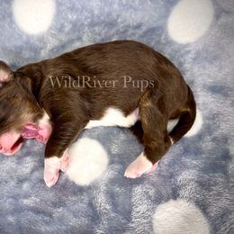 Aussiedoodle Puppies from WildRiver Pups