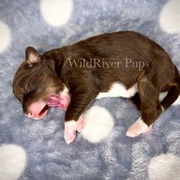 Aussiedoodle Puppies from WildRiver Pups