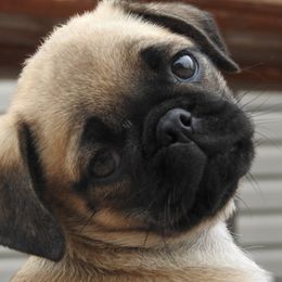 Casey - Fawn male Pug puppy in Fall Creek, Wisconsin from Heartville Pugs